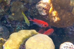 Squirrelfish - Blackbar Soldierfish - Myripristis jacobus