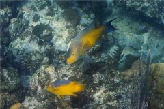 Hogfish - Spanish Hogfish - Bodianus rufus