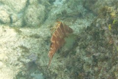 Hogfish - Hogfish - Lachnolaimus maximus