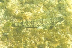 Lizardfish - Sand Diver - Synodus intermedius