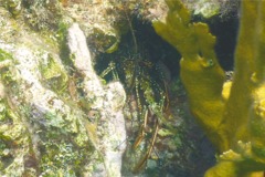 Spiny Lobsters - Spotted Spiny Caribbean Lobster - Panulirus guttatus