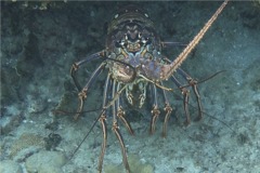 Spiny Lobsters - Caribbean Spiny Lobster - Panulirus argus