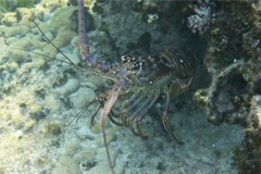 Spiny Lobsters - Caribbean Spiny Lobster - Panulirus argus