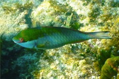 Parrotfish - Redband Parrotfish - Sparisoma aurofrenatum