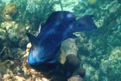 Parrotfish - Midnight parrotfish - scarus coelestinus