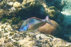 Parrotfish - Redband Parrotfish - Sparisoma aurofrenatum