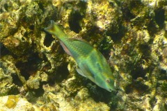 Parrotfish - Redband Parrotfish - Sparisoma aurofrenatum