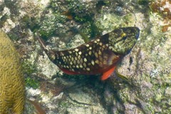 Parrotfish - Stoplight Parrotfish - Sparisoma viride