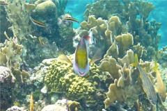 Parrotfish - Redband Parrotfish - Sparisoma aurofrenatum