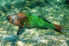Parrotfish - Rainbow Parrotfish - Scarus guacamaia