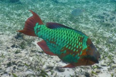 Parrotfish - Rainbow Parrotfish - Scarus guacamaia