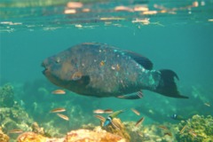 Parrotfish - Rainbow Parrotfish - Scarus guacamaia