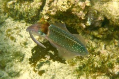 Squid - Caribbean Reef Squid - Sepioteuthis sepioidea