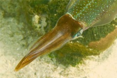 Squid - Caribbean Reef Squid - Sepioteuthis sepioidea