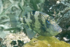 Triggerfish - Gray Triggerfish - Balistes capriscus