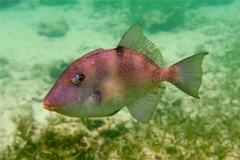 Triggerfish - Gray Triggerfish - Balistes capriscus