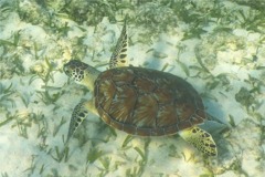 Turtle - Hawksbill Turtle - Eretmochelys imbricata