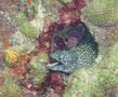 Moray - Spotted Moray - Gymnothorax moringa