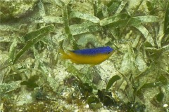 Damselfish - Beaugregory Damselfish - Stegastes leucostictus