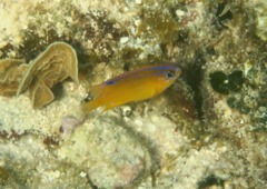 Damselfish - Longfin Damselfish - Stegastes diencaeus