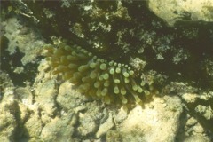 Anemones - Hidden Anemone - Lebrunia coralligens