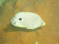 Butterflyfish - Foureye Butterflyfish - Chaetodon capistratus