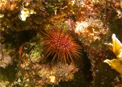 Sea Urchins - Reef Urchin - Echinometra viridis