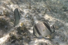 Butterflyfish - Threebanded Butterfly - Chaetodon humeralis