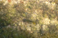Damselfish - Beaubrummel Gregory - Stegastes flavilatus