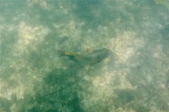 Damselfish - Bumphead Damselfish - Microspathodon bairdii