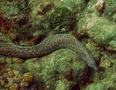 Moray - Spotted Moray - Gymnothorax moringa