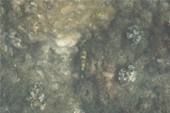Moray - Snowflake Moray(Starry Moray Eel) - Echidna nebulosa