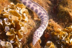 Snake Eels - Tiger Snake Eel - Myrichthys tigrinus