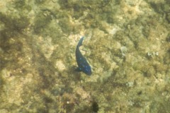 Damselfish - Giant Damselfish - Microspathodon dorsalis