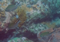 Damselfish - Brown Chromis - Chromis multilineata