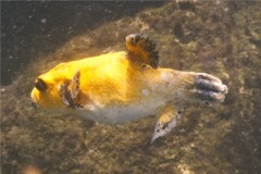 Pufferfish - Guineafowl Puffer - Arothron meleagris