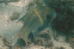 Wrasse - Mexican Hogfish - Bodianus diplotaenia