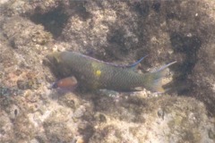 Wrasse - Mexican Hogfish - Bodianus diplotaenia
