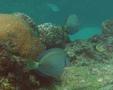 Surgeonfish - Ocean Surgeonfish - Acanthurus bahianus