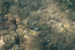 Parrotfish - Azure Parrotfish - Scarus compressus