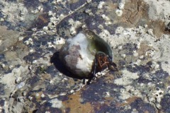 Crabs - Left Handed Hermit Crab - Calcinus laevimanus