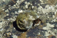 Crabs - Left Handed Hermit Crab - Calcinus laevimanus