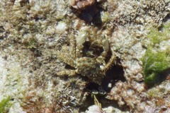 Crabs - Palicid Crab - Crossotonotus spinipes
