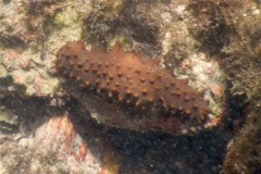 Sea Cucumbers - Brown Sea Cucumber - Isostichopus fuscus