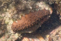Sea Cucumbers - Brown Sea Cucumber - Isostichopus fuscus