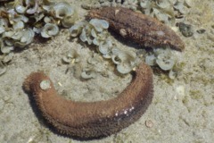 Sea Cucumbers - Warty Sea Cucumber - Parastichopus parvimensis