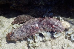 Sea Cucumbers - Red Snakefish Cucumber - Holothuria flavomaculata