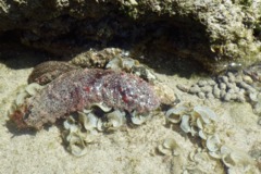 Sea Cucumbers - Red Snakefish Cucumber - Holothuria flavomaculata