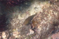 Pufferfish - Spotted Sharpnose Puffer - Canthigaster punctatissama