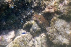 Pufferfish - Spotted Sharpnose Puffer - Canthigaster punctatissima
